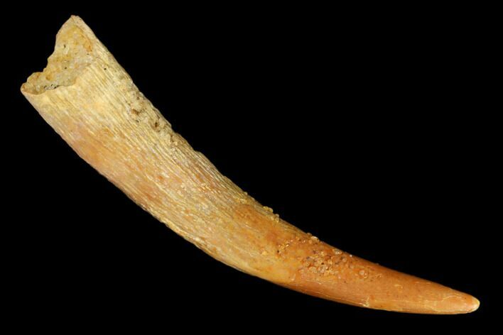 Fossil Pterosaur (Siroccopteryx) Tooth - Morocco #183683